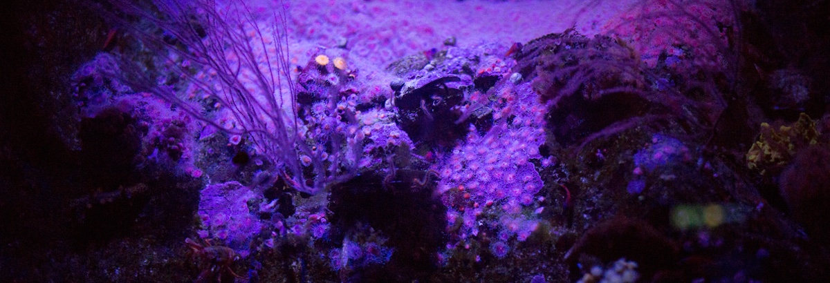 algae-purple